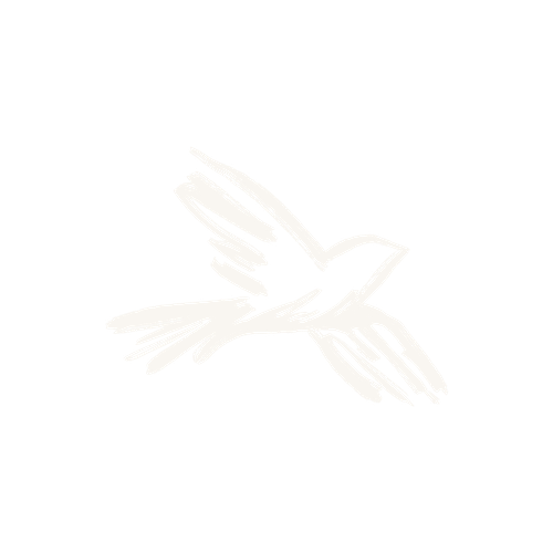 Bird illustration