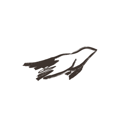 Bird illustration