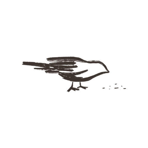Bird illustration