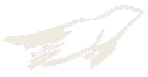 Individual Birds-1 4